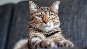 Hati-hati Kenca Cakar, Inilah 7 Tips Agar Lebih Disukai Kucing 
