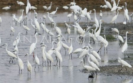 Burung Kuntul dan Bangau di Aceh Besar Terancam Punah Akibat Perburuan