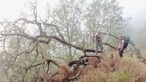 205リンジャニ山国立公園NTBの土地が焼失