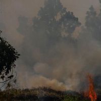KLHK: Video Greenpeace Soal Karhutla dan Konsesi Sawit di Papua adalah Video Lama