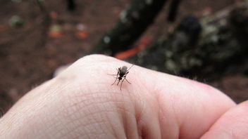 通过昆虫咬伤传播,什么是阿尔博病毒病?