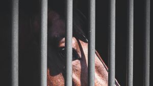 Kesaksian Banyak Tahanan Diperlakukan Lebih Buruk dari Binatang di Penjara Korut