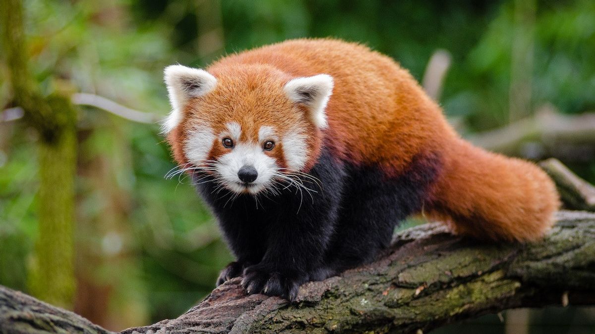 Bea Cukai Thailand Gagalkan Penyelundupan Panda Merah dan Puluhan Hewan lewat Bagasi di Bandara Suvarnabhumi