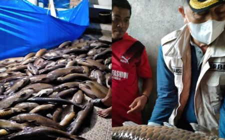 Diterjang Lumpur Longsoran, 3 Ton Ikan Larangan di Pasaman Barat Mati Mendadak