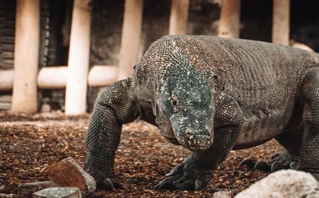 Sandiaga Uno Fokus Cegah Kepunahan Komodo di Taman Nasional