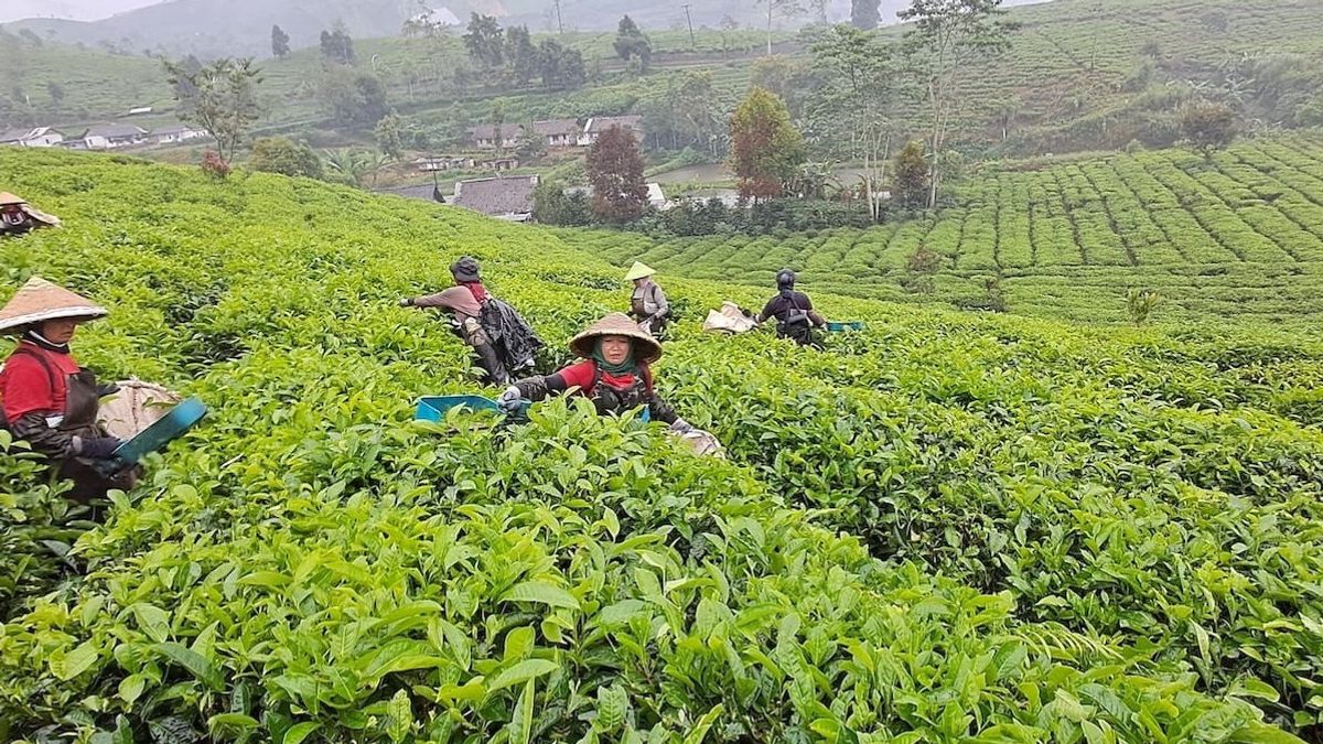 Kualitas Seduhan Teh Berawal dari Pemilihan Daun dan Proses Panen