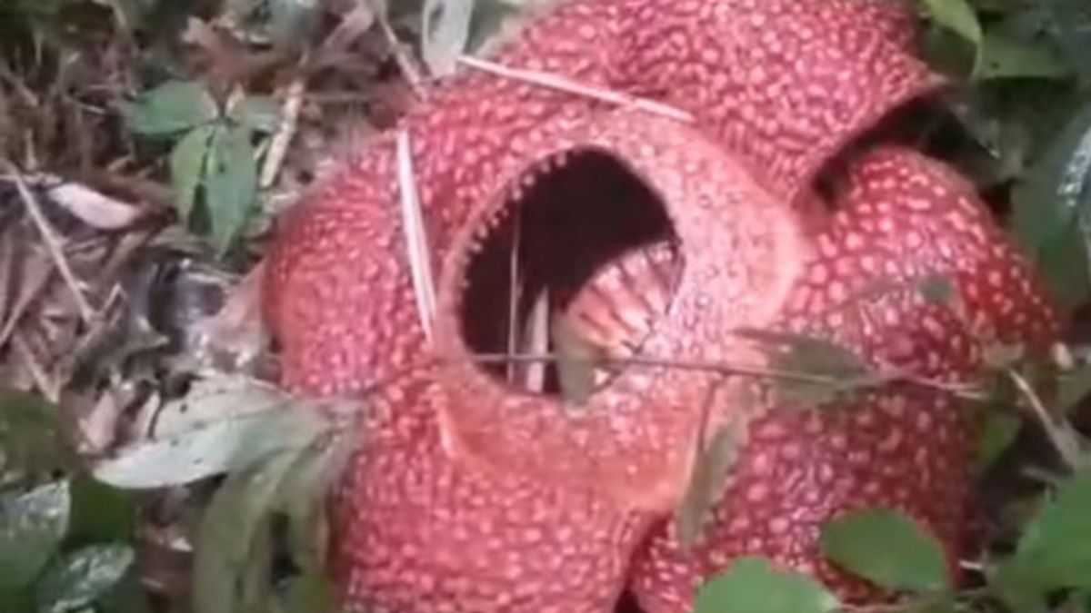 Rafflesia Arnoldii Blooms Again in Rejang Lebong, Visited by Oxford University Researchers