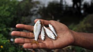 シンカラク湖バリの魚は絶滅の危機にしており、KKPは管理規則を準備しています