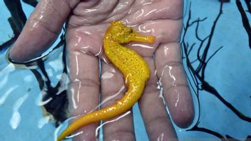 Hundreds Of Seahorse Seeds Released On Tidung Island Are Small