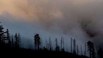 Des incendies de forêt détruisent près de 100 000 hectares en Californie