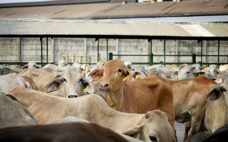 Ditjen Hubla Beberkan Pentingnya Konektivitas Antarpulau untuk Swasembada Daging