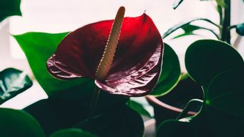 Can Disturb Growth, Avoid 5 Common Mistakes In Caring For Anthurium