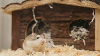 为了方便,以下是选择Kerdil Hamster Kandang的8个技巧