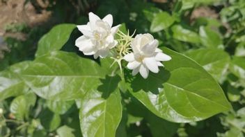 جاكرتا - 9 أنواع من نباتات ميلاتي الأكثر شعبية في العالم ، مهتمة بالزراعة في المنزل؟