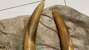 Polisi Tangkap Pemburu Gading Gajah di Aceh Utara