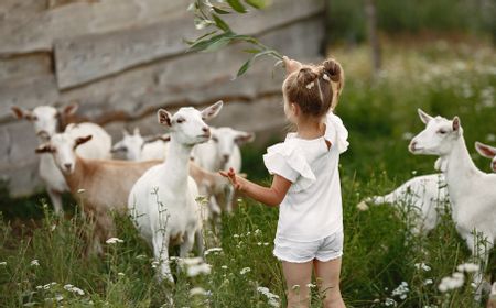 Anak Makan Daging Kambing Apakah Boleh? Berikut Penjelasan menurut Dokter