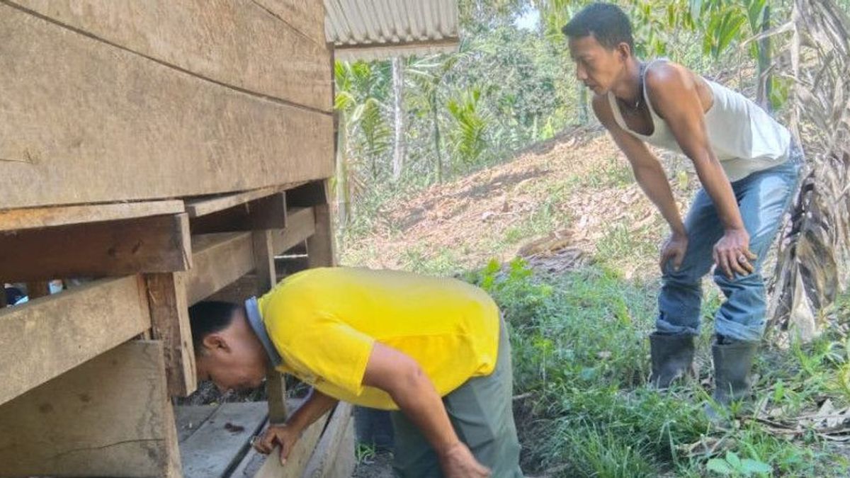 BKSDAは、アガム住民が所有する3匹の犬の尾の紛失現場で、かつての火災、足跡、野生生物の汚れを見つけませんでした