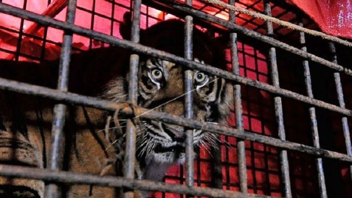 BKSDA Lepas Seekor Harimau Sumatera Jantan ke Habitatnya di TNKS