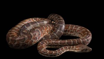 Le serpent entré dans une maison la nuit peut être un signe d'un mauvais et d'un avantage