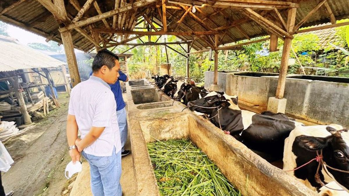 ルマジャンの3,000頭の牛から蹄と口の病気を検出