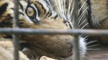 Warga Solok Mohon Waspada, Jejak Binatang yang Ditemukan Dipastikan adalah Harimau Sumatera