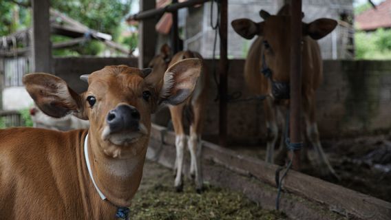 Pemerintah: Berikan Daging Kurban Sebanyaknya pada Warga Miskin Terdampak COVID-19   