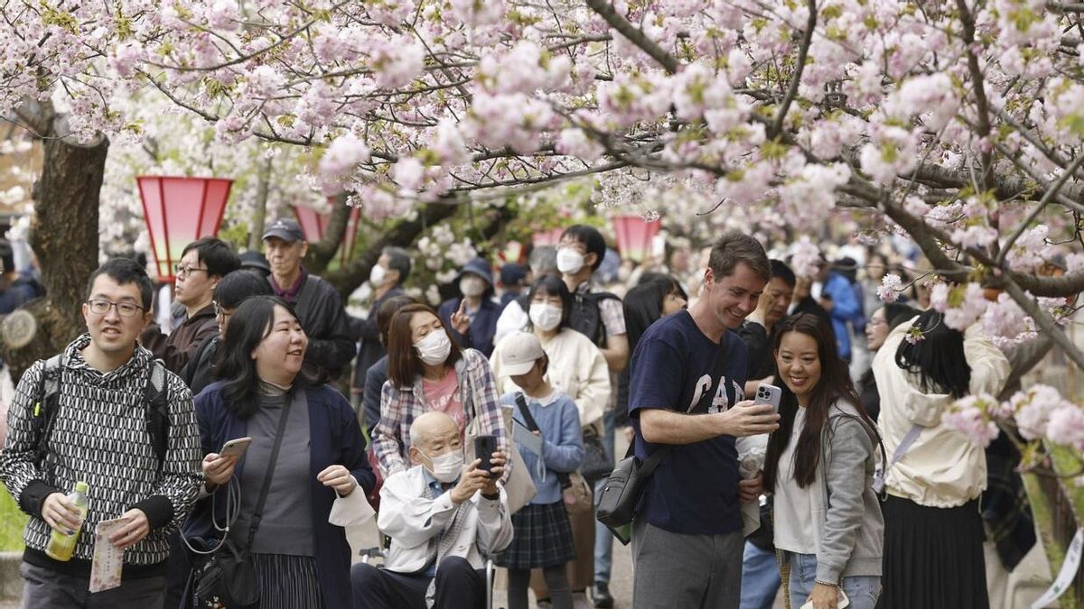 Le passage Sakura Japan Mint Osaka ouvre, 331 arbres en fleur attirent les visiteurs