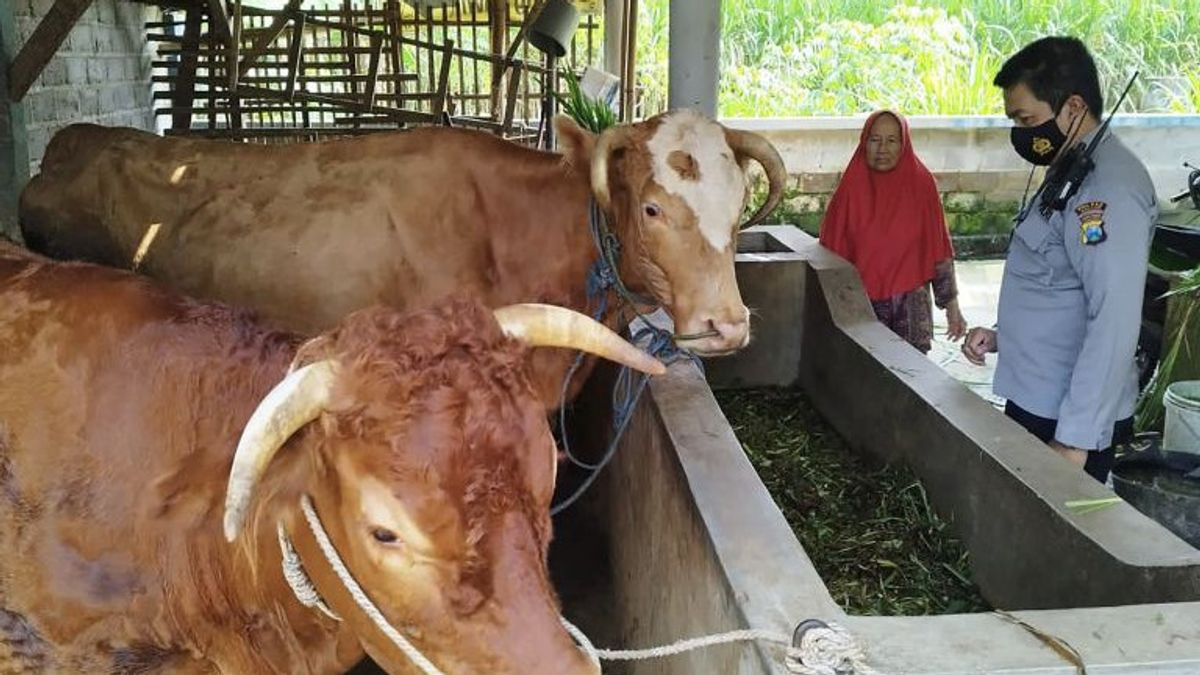 122  Sapi di Kabupaten Malang Terjangkit Penyakit Mulut Kuku