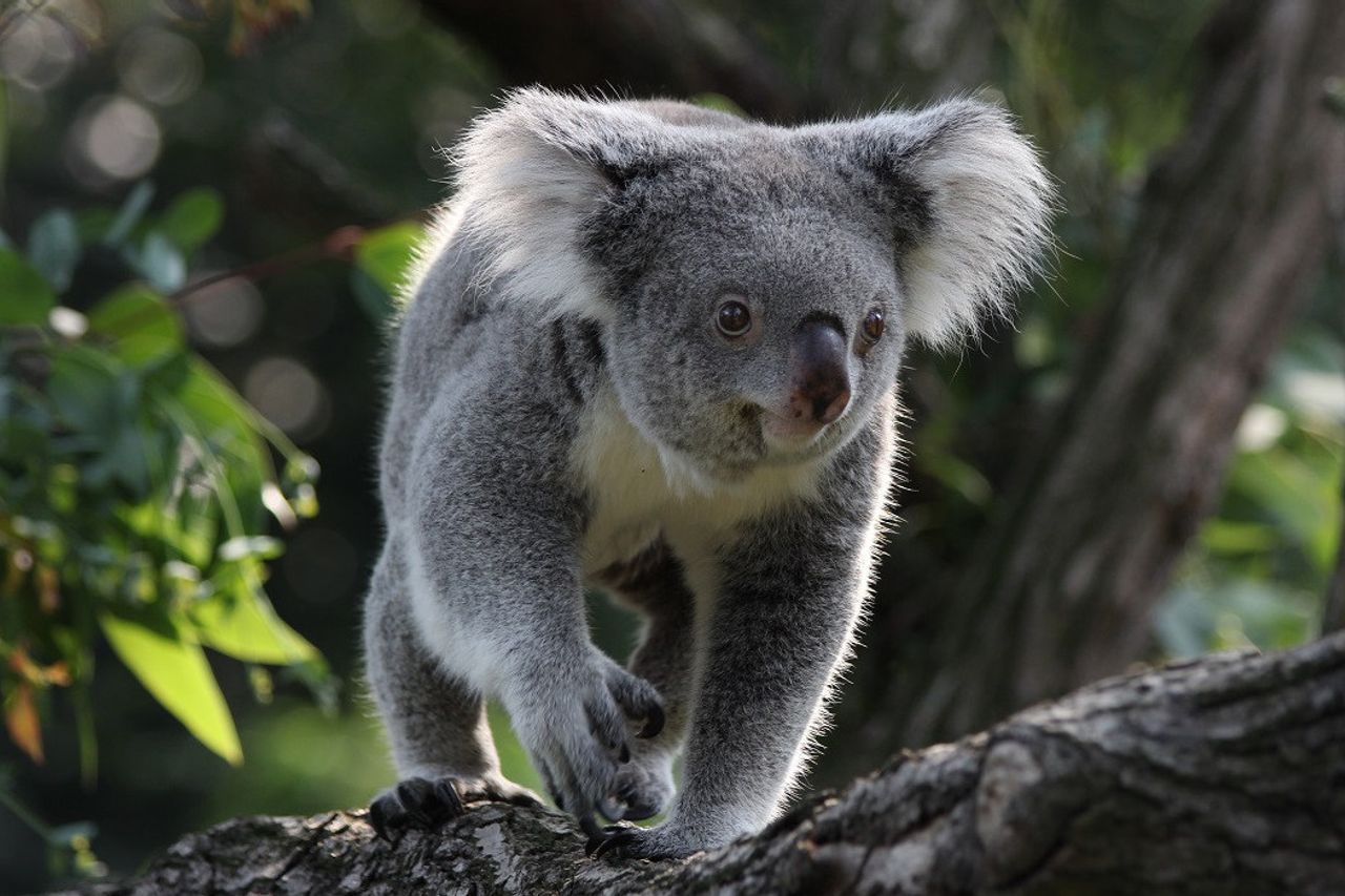 オーストラリアは絶滅危惧種リストにコアラを置く