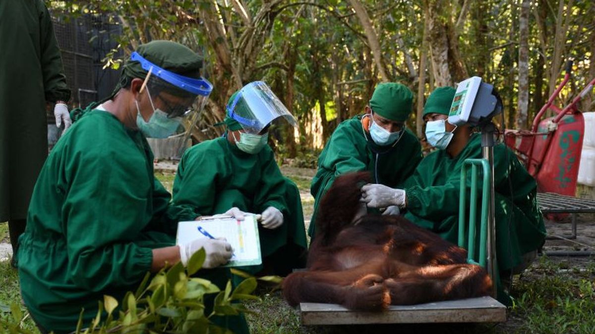 BKSDA Kalteng Lepasliarkan 3 Orangutan di Taman Nasional BBBR