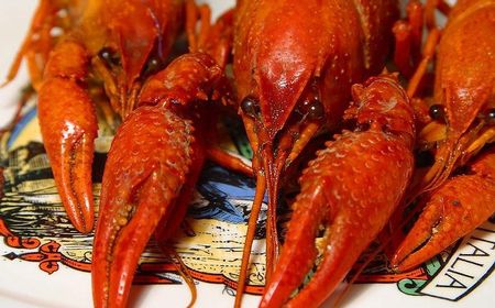 KPPU dan DPR Ingatkan Aturan Ekspor Lobster Tak Untungkan Pihak Tertentu