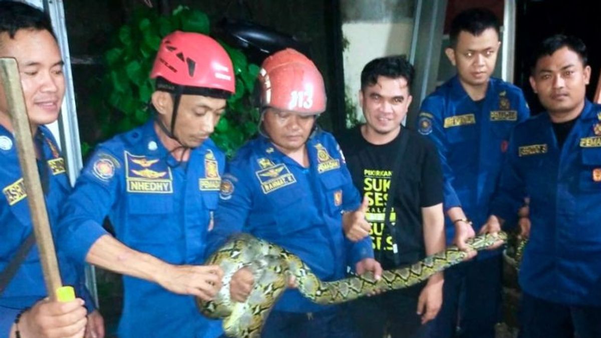 望加锡消防局保护了总共68条在居民中徘徊的蛇