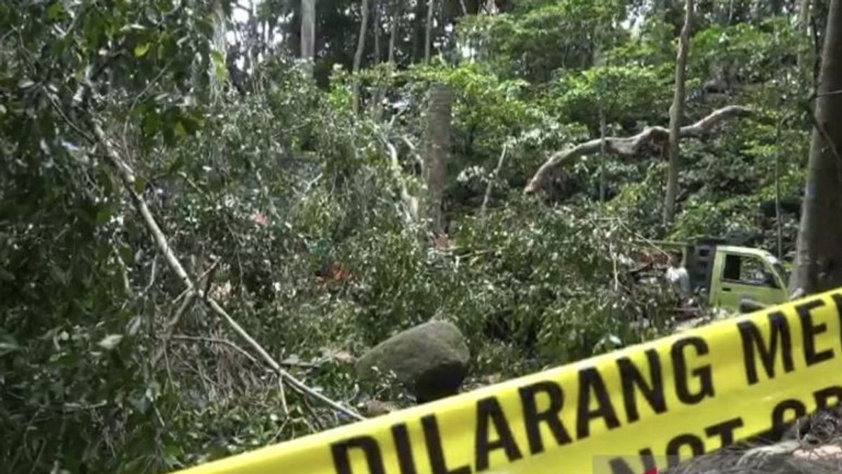 Monkey Forest Bali Tutup Sementara Usai 2 Wisatawan Asing Tewas Tertimpa Pohon Tumbang