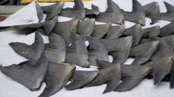 World's Largest! Brazil Thwarts Delivery Of 28.7 Metric Tons Of Illegal Shark Cylinders