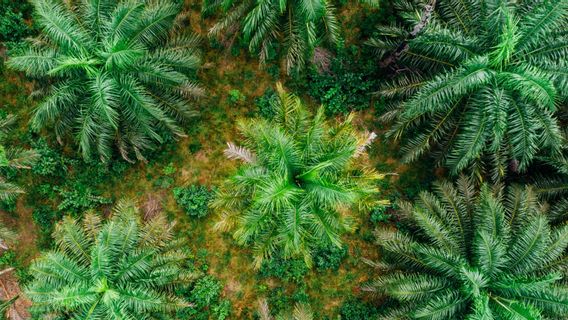 KemenkopUKM Dukung Program Pengembangan Minyak Makan Merah di Sumut