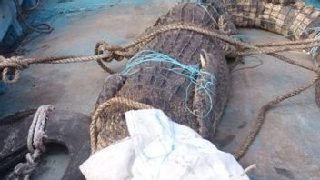 梅兰蒂廖内有2人被鳄鱼杀死，他们的栖息地BKSDA受到干扰