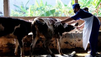 3900 Dosis Vaksin Penyakit Mulut dan Kuku Bakal Disalurkan di Kalimantan Barat, Ini Sasarannya