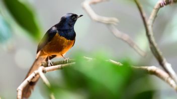 in murai burai burai burai burai hébride originaire d’Indonésie, Voici ses caractéristiques et beauté