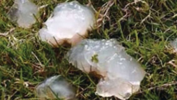 ate : les récits de la jelly de la pluie à Gorontalo : Voici une véritable clarification des aveux des résidents