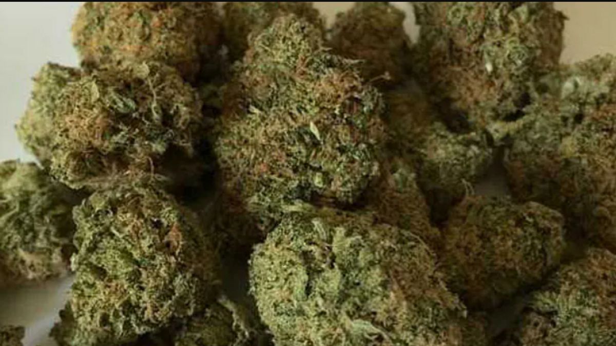 Police Confiscate 15 Kg Of Marijuana In Jatiasih Bekasi, Along With 1 Dealer