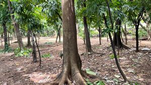 Kerap Dijadikan Tempat Asusila, Pemprov DKI Klaim Awasi Lebih dari 1.300 Taman dan Hutan Kota di Jakarta 