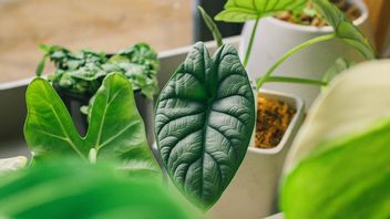 Know How To Shine Alocasia Leaves And Care For It To Grow Fast
