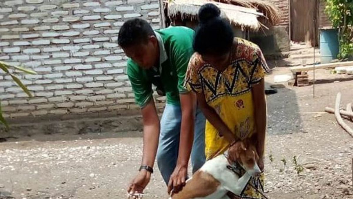 NTTレンバタの居住者 予防接種を受けていない犬の飼い主 狂犬病は、すぐに獣医医療従事者を報告するよう求められます