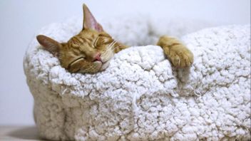 Kebiasaan Tidur Kucing: Ternyata Punya Mimpi hingga Bantu Perbaikan Sistem Tubuh 