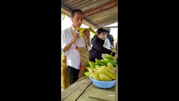 Vêtu D’une Chemise Blanche Avec Un Noken, Jokowi S’est Arrêté Chez Un Commerçant, Mangeant Du Maïs Bouilli