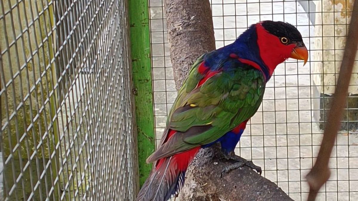 Night Operations At Sorong Port Failed To Smuggle Papuan Endemic Animals