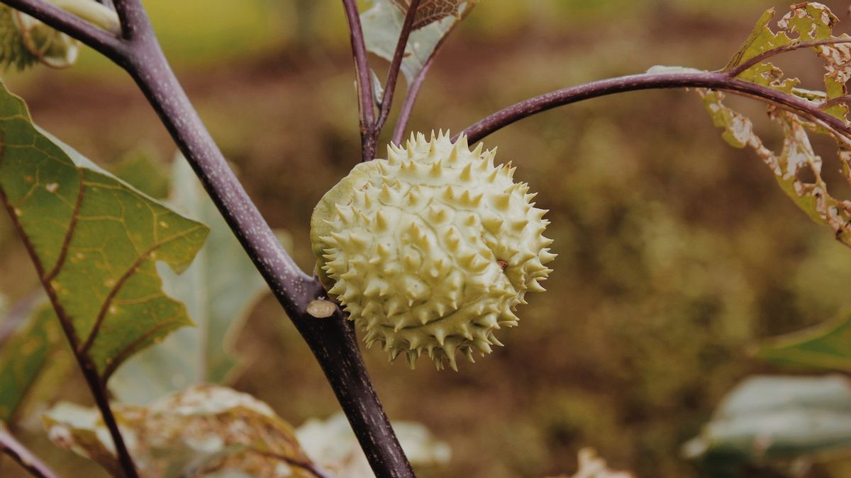 危険!かさぶたを食べる効果は死に至るまでハルを作ることができます