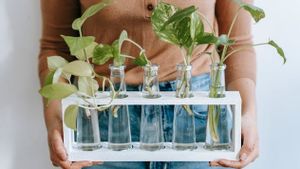 水植えメディアで肥沃に育つ10の有用植物