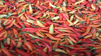 Ahead Of Ramadan, Chili Prices In Jayapura Are Getting More And More Spicy Rp 80 Thousand Per Kilo