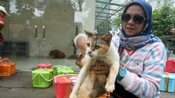 Suppressing Cat Population, Central Bangka Regency Government Holds Mass Sterilization